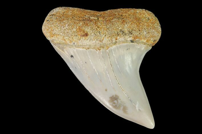 Mako Shark Tooth Fossil - Sharktooth Hill, CA #94720